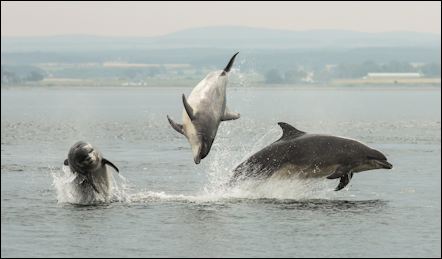 Moray Firth dolphins